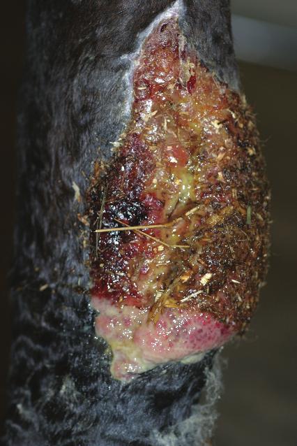 6 Equine Wound Management Figure 1.5 This metatarsal wound failed to heal for 7 months as a result of chronic low grade inflammation due to exposure as well as superficial and deep infection.