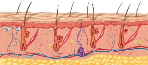 Structure of Skin hair pore capillary sweat gland The Skin Liquid waste also leaves your body through the skin. Sweat is made up of water, salts, and other wastes.