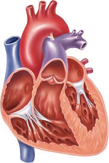 How can systems work together? The circulatory and respiratory systems work together. Here s how: Veins bring blood into an upper chamber of the heart called an atrium (AY tree uhm).