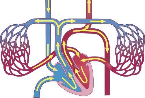 Circulation and Respiration main vein from upper body to the heart artery to lungs left lung right lung 3 2 aorta 3 4 1 vein from lungs main vein from lower body to the heart Reading Diagrams Heart