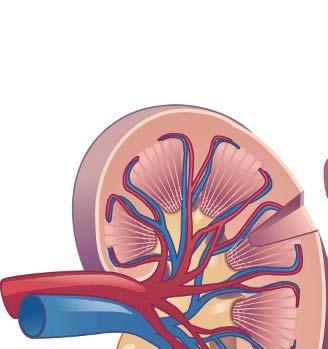 The Kidney vein artery capillary nephron artery into kidney vein from kidney collecting duct Reading Diagrams ureter The