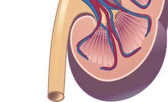 They also return to the blood substances your body does need. Here s how: 1. An artery brings blood into a kidney.