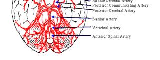 Definition of Stroke STROKE Rehabilitation Sudden focal neurological deficit secondary to occlusion or rupture of blood vessels supplying the brain.