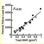 Mineralization Moderate to strong correlation with whole bone strength (r