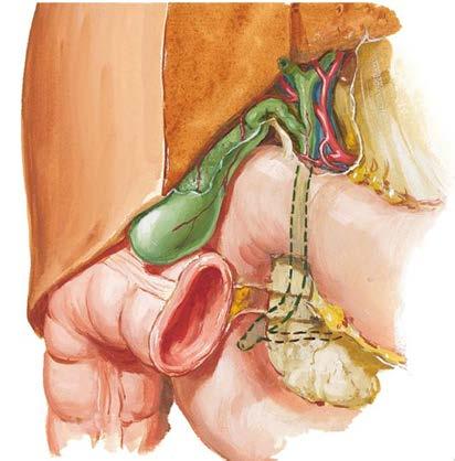 duct Right hepatic duct Gallbladder Cystic duct
