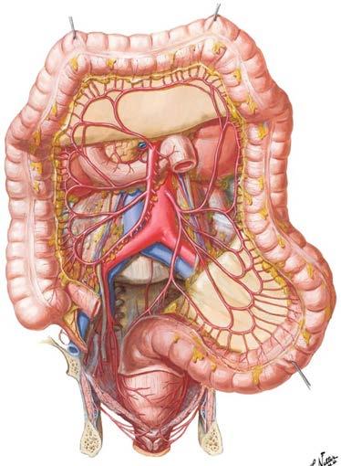 mesenteric artery Superior rectal artery
