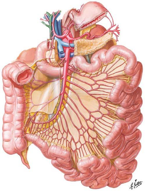 artery Right colic