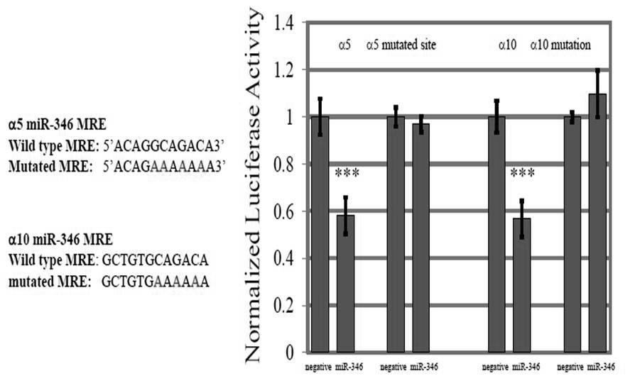 ) Follow-up studies identified the mirna recognition element recognized by mir- 346 in the α5 and α10 3 UTR as ACAGGCAGACA.
