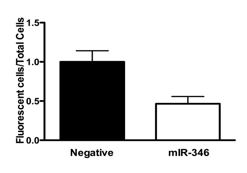 19 fluorescent plate reader 24 h post-transfection. Preliminary results from Hogan et al. showed a 50% reduction in α5-megfp-3 UTR expression when co-transfected with PremiR-346 (figure 2.5).