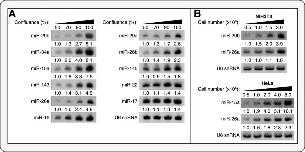 228 Circulation Research January 21, 2011 Figure 7. mirna biogenesis dependent on cellular density.