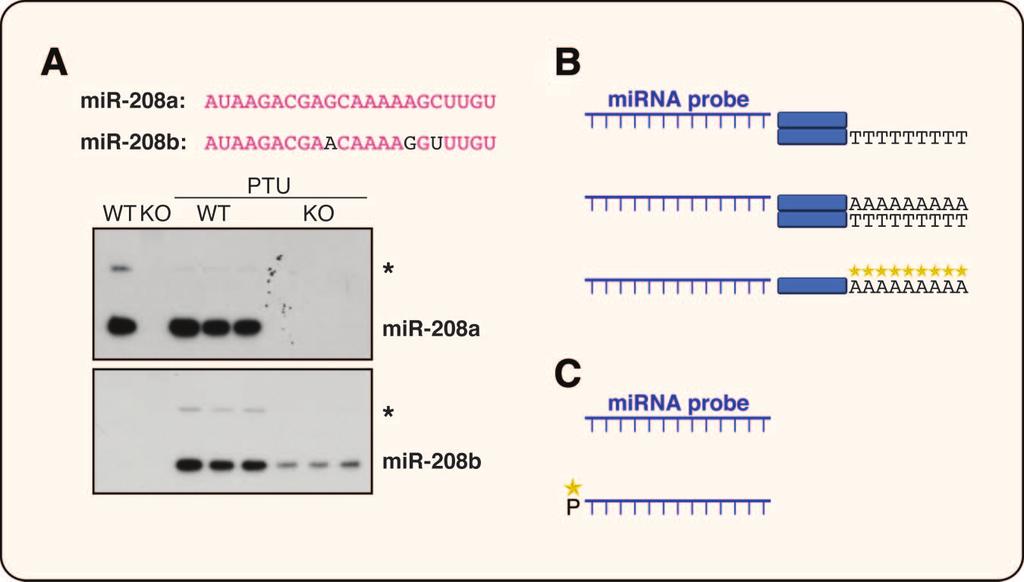 Aboobaker et al described the expression patterns of several precursor mirna molecules in Drosophila using long ( 1 kb) RNA Figure 4. mirna-specific reverse transcription.