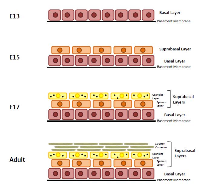 in the anterior end of the animal. Precise regulatory pathways control the processes of selfrenewal and differentiation as the epidermis develops.