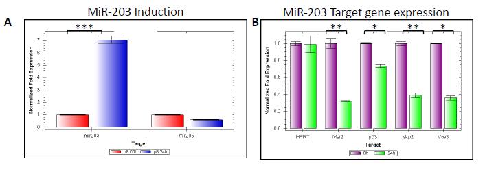 Figure 12: Verification of mir-203 target regulation in inducible keratinocytes. Inducible keratinocytes were cultured in the presence or absence of doxycycline for 24 hours.