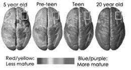 BRAIN DEVELOPMENT IN TEENAGERS The brain grows and changes continually in young people and is only about 80 percent developed in adolescents.