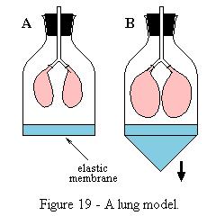Lung Model Long straw (trachea) Y-Straws