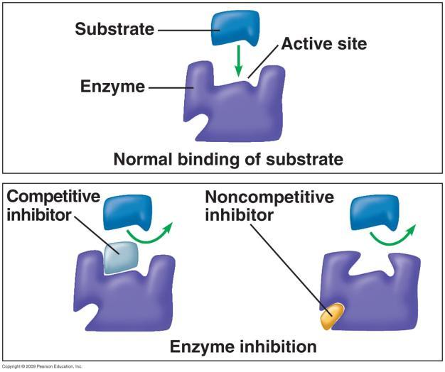 Enzyme Inhibitors Types: Competitive Binds to active site,