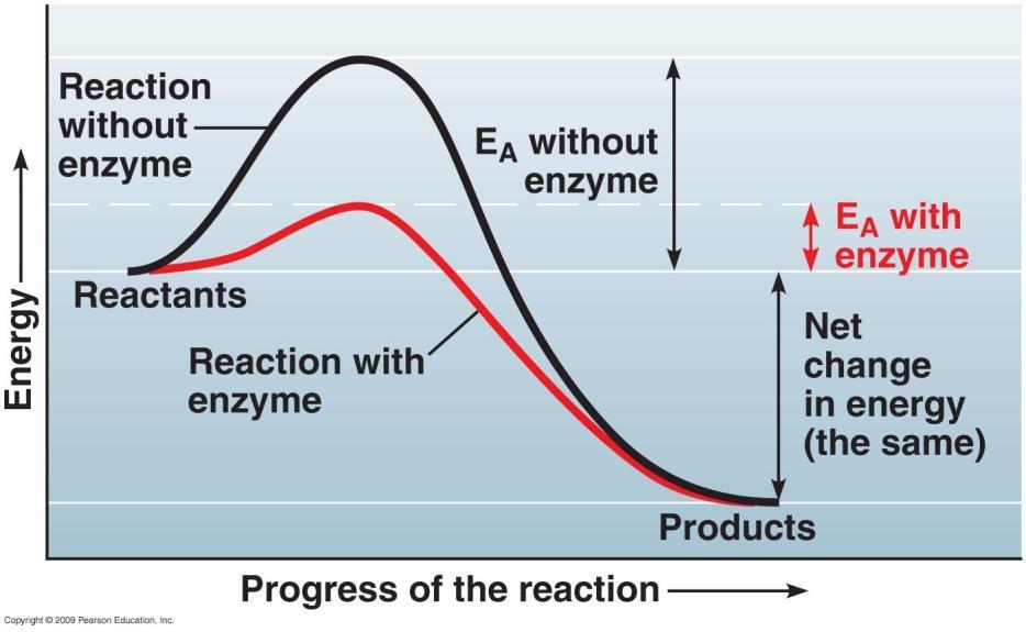 Enzymes Protein molecules Biological catalyst