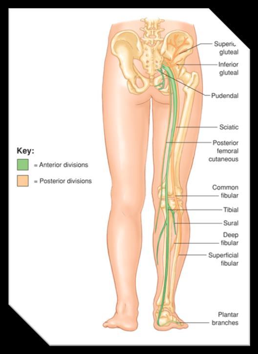 tibial nerve to the sacral nerves stimulating