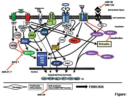 Molecular mechanisms leading to atrial fibrosis