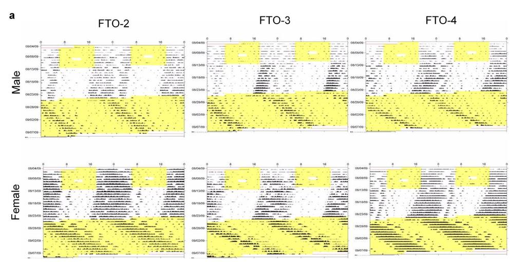 Supplementary Figure 9: Physical Activity and Open Field (a) Representative records of locomotor activity of male and female FTO-2 (n=7), FTO-3 (n=7) and FTO-4 (n=6) mice.