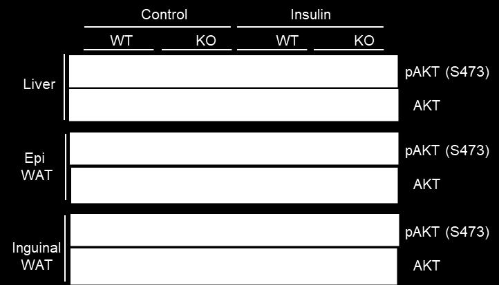 60% 200 40% 150 20% 100 0 30 60 90 120 Minutes 0% 0 30 60 90 120 Minutes F G 5 4 * 3 2 1 0 * * Liver ewt iwt ontrol ontrol KO Insulin Insulin KO Supplementary Figure 3: haracterization of KO mice.