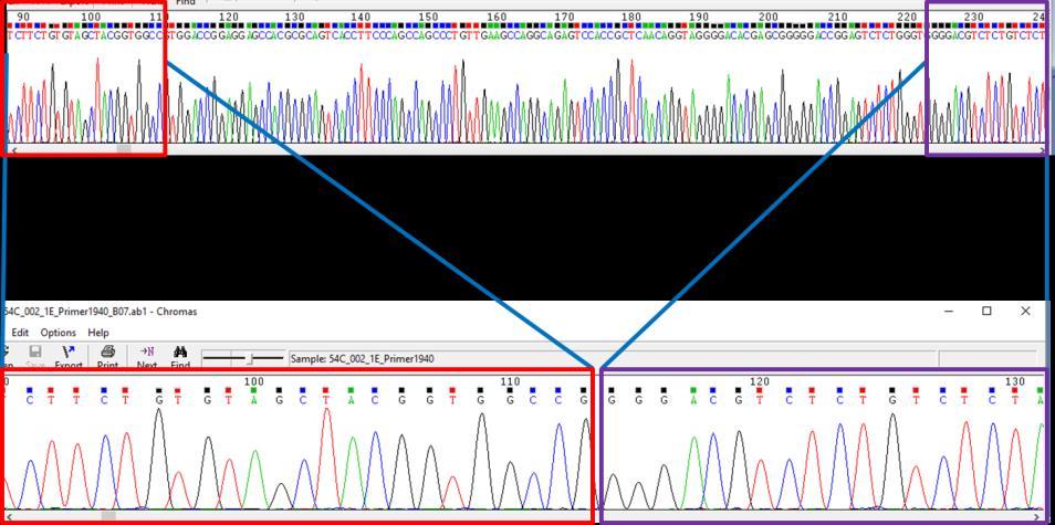 and the purple box) in β3r knockout 3T3-L1 cell line, which contains part of exon 1 and intron 1 of the drb3 gene.