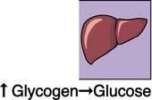 Gycogen as Fuel Glycogen is essentially a long chain of glucose (blood sugar). The body converts glucose to glycogen in order to store the glucose in muscles and in the liver.