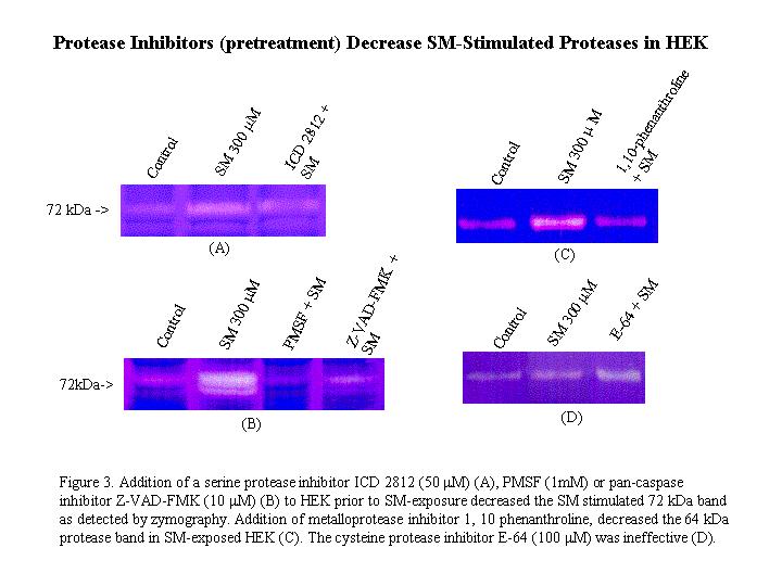 Protection of SM-induced laminin-5 degradation by protease inhibitors: Laminin-5 degradation was detected with 300 µm sulfur mustard and 300 µm nitrogen mustard treatment in HEK.