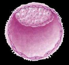 Throw-away fertilized ovum Blastocyst Inner Cell