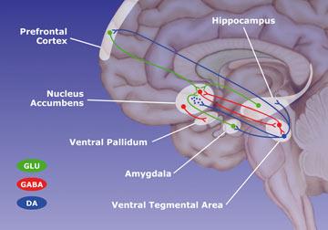 Prefrontal cortex