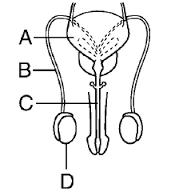 6. Urinary bladder 7. Sperm duct 8. Urethra 9. Penis ii) Name the hormone produced by testis. A.