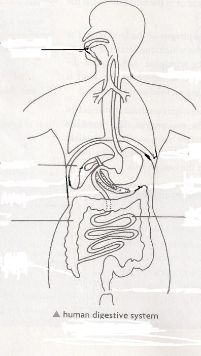 7. Name the parts of the digestive system that perform the following functions: (2) D A C B A. Bile is produced here which helps to digest fats B.