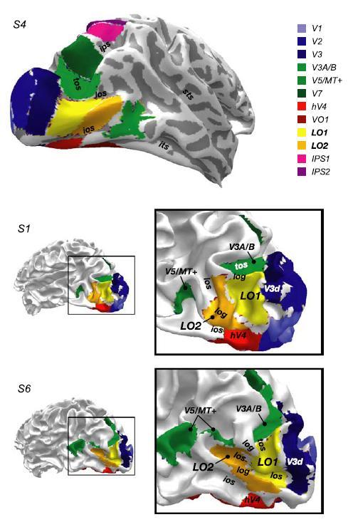 Field map clusters 2 Lateral cluster Object-Selective lateral occipital complex (LOC) > Heterogenous region with many course maps reported, highly convoluted cortical surface makes it difficult to