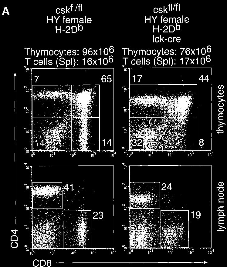 Figure 5. Aberrant positive selection of csk-deficient thymocytes expressing an MHC class I restricted transgenic TCR.