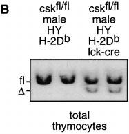 Figure 6. Normal negative selection of csk-deficient thymocytes expressing an MHC class I restricted transgenic TCR. (A) FACS analysis of CD4, CD8, and T3.