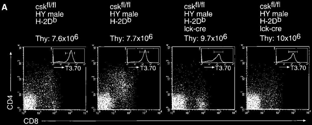 70 thymocytes, gated as indicated in the histogram insert. Total cell numbers of thymi (Thy) are shown at the top. Data are representative of three independent experiments.