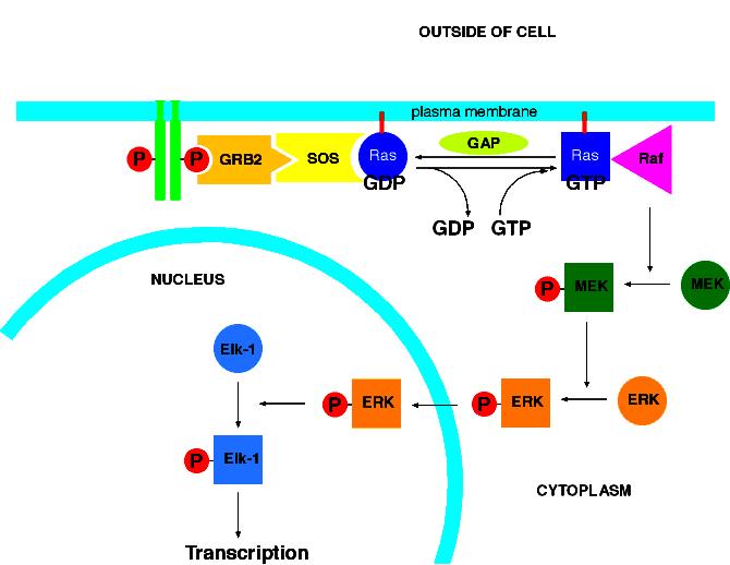 DEREGULATION OF EGFR IN HUMAN CANCERS 1980: Overexpression of EGFR in several epithelial tumors and autocrine stimulation Point Mutation and deletions resulted in