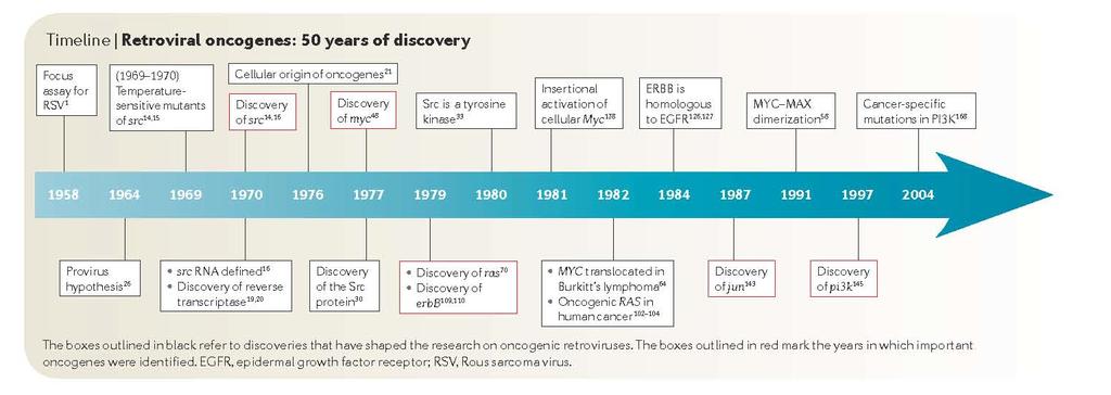 ONCOGENES - Most of the oncogenes were first identified in retroviruses: EGFR (ErbB), Src, Ras, Myc, PI3K and others