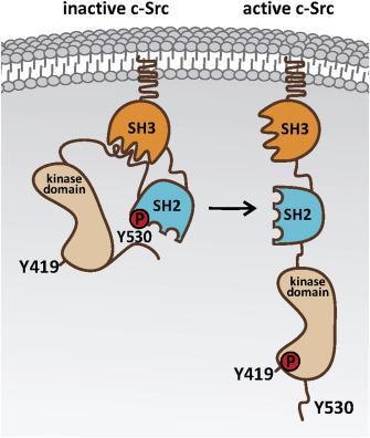 REGULATION OF SRC ACTIVITY PTP1B CSK C-terminal Y is phosphorylated by Csk and binds to the SH2 domain of Src In this conformational status the SH3 domain interacts with the kinase domain thus