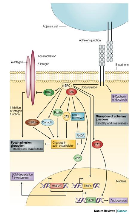 -c-src stimulates the ubiquitylation of E- cadherin, leading to its endocytosis.