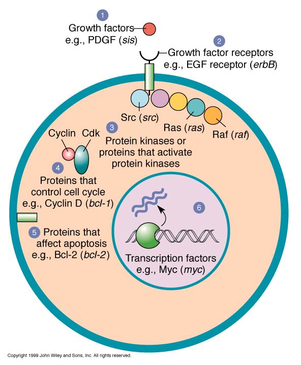 FUNCTIONAL CLASSES OF ONCOGENES 1. Growth factors: PDGF, EGF 2. Growth factor receptors: EGFR, FLT3 3.