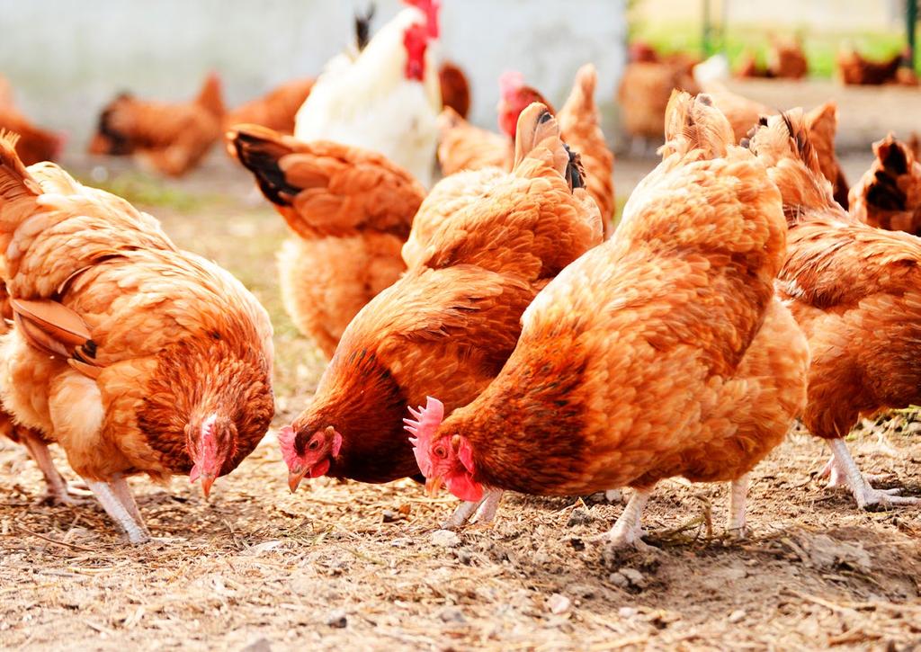 Poultry & Poultry Processing Industry Protect Your Business Against Unique molecular bonding technology to protect The Rise against of