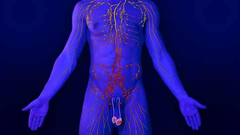 WHAT ARE LYMPH NODES? CLINICAL DIAGNOSIS What are lymph nodes? The human body is covered by a special type of drainage system called the lymphatic system.