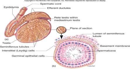 Male Reproductive anatomy and physiology. Testes = Seminiferous tubules = Fig 15.3 Leydig cells Spermatogonia Sertoli cells 3. Male Reproductive anatomy and physiology.