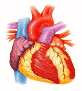 Introduction to the Human Cardiovascular System Dr.