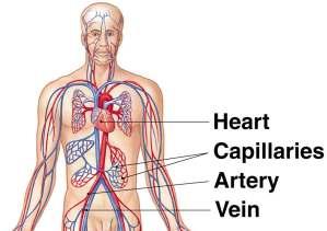 INTRODUCTION The cardiovascular system is transport system of body It