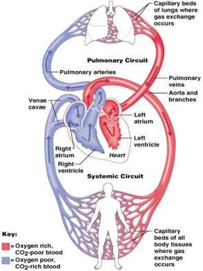 SYSTEMIC AND PULMONARY Pulmonary circulation The flow of blood between the heart and lungs.