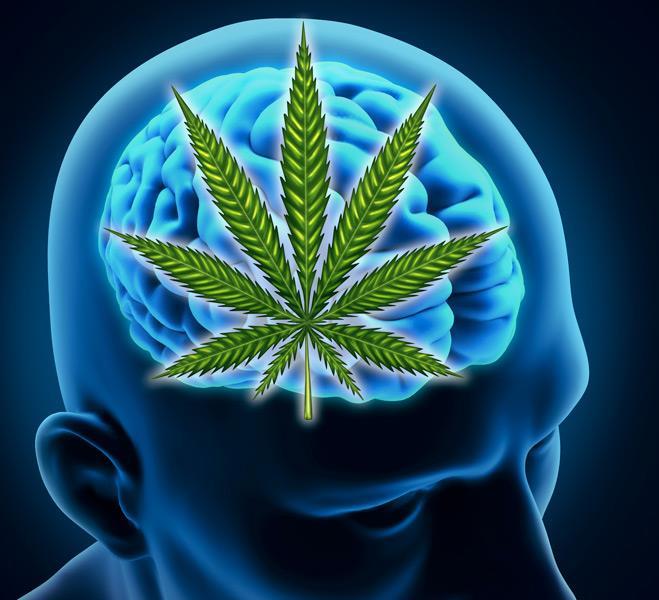 When Marijuana is smoked, its active ingredient, THC, travels throughout the body, including the brain, to produce its many effects THC attaches to sites called Cannabinoid Receptors on nerve cells