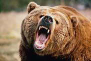 (bullying) Laws of the Wild & the Workplace Bears & abrasive leaders just want to go about their business Fight