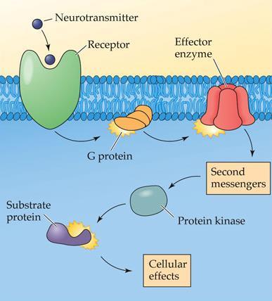 Metabotropic receptors: They work by activating other proteins called G-proteins. Each receptor is made up of several transmembrane regions. They work more slowly than ionotropic receptors.